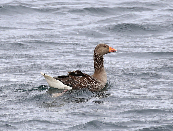 Graylag Goose - Iceland