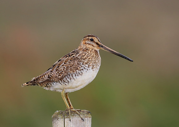 Common Snipe - Iceland