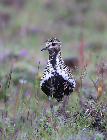European Golden Plover - Iceland
