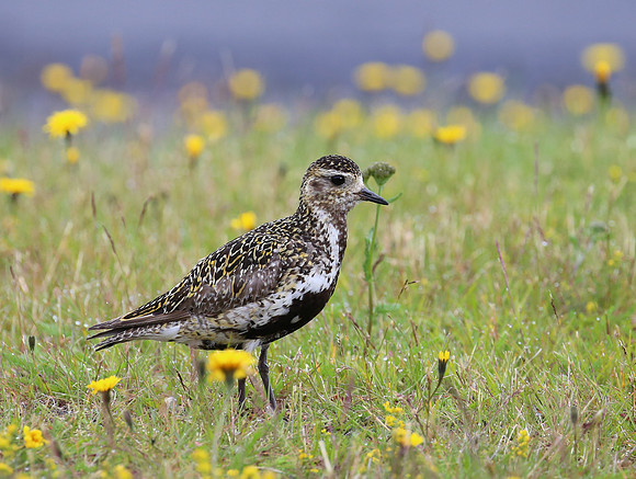 European Golden Plover - Iceland