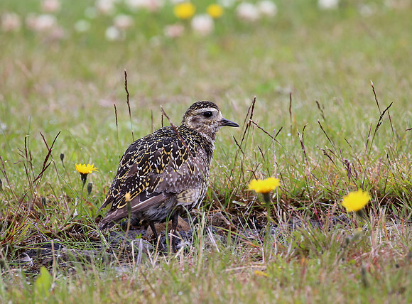 European Golden Plover - Iceland