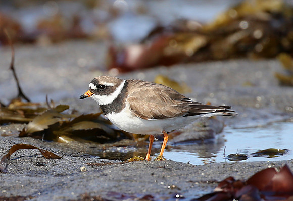 Common Ringed Plover - Iceland