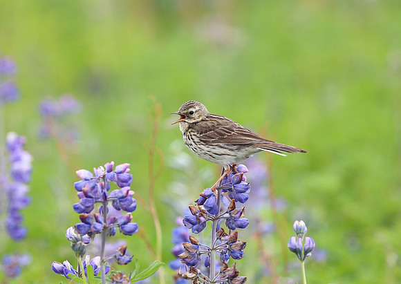 Meadow Pipit - Iceland