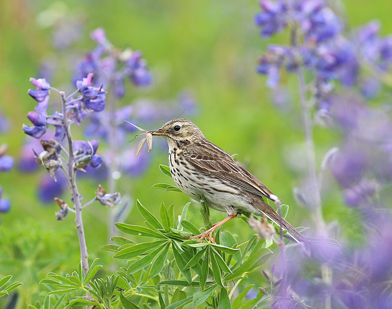 Meadow Pipit - Iceland