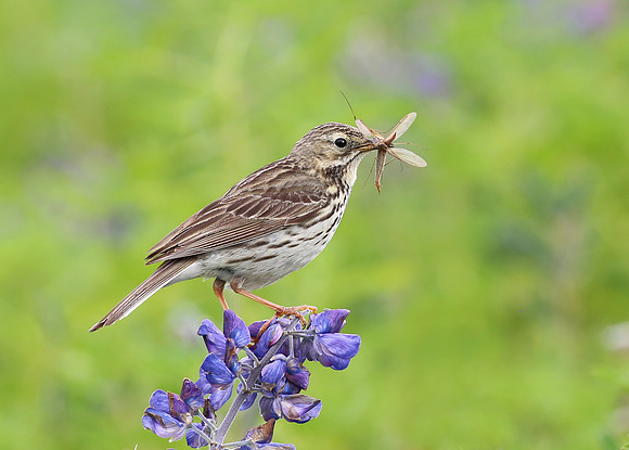 Meadow Pipit - Iceland