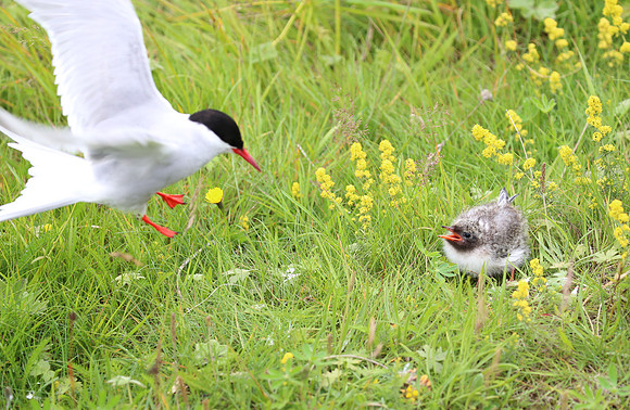 Arctic Tern - Iceland