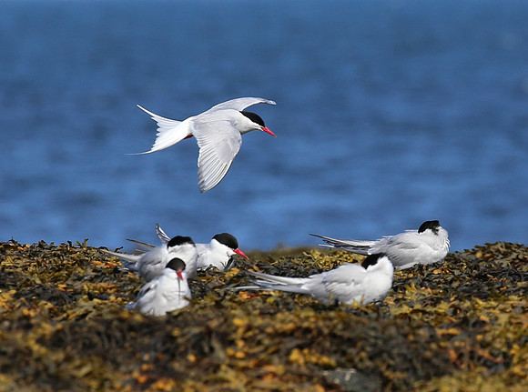 Arctic Tern - Iceland