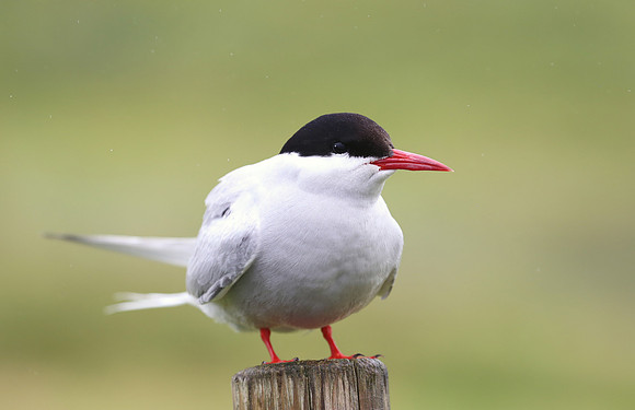 Arctic Tern - Iceland