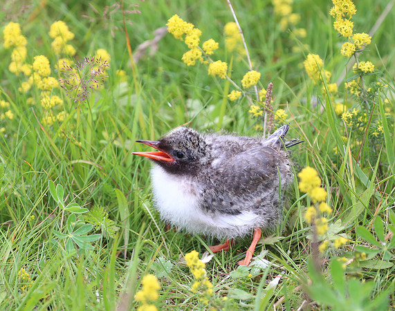 Arctic Tern - Iceland