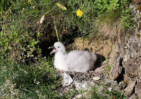 Northern Fulmar - Iceland