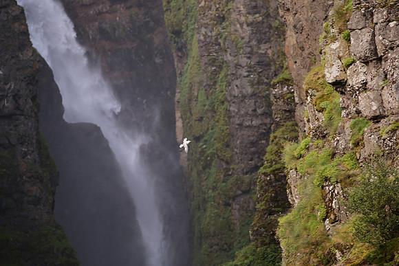 Northern Fulmar - Iceland