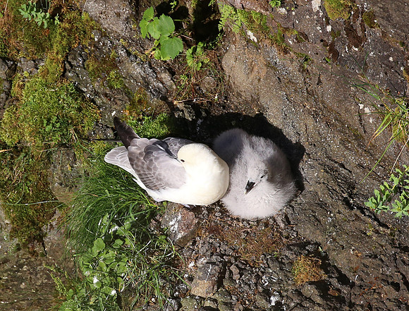 Northern Fulmar - Iceland