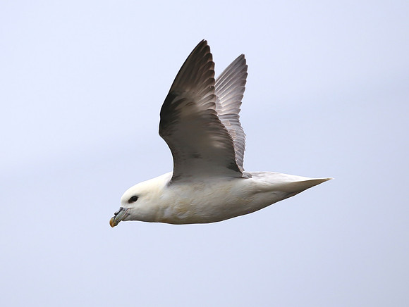Northern Fulmar - Iceland