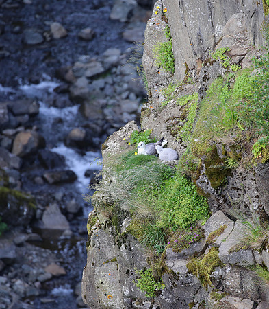 Northern Fulmar - Iceland