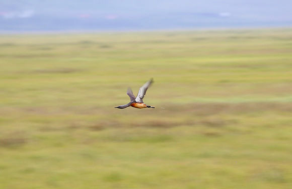 Red-throated Loon - Iceland