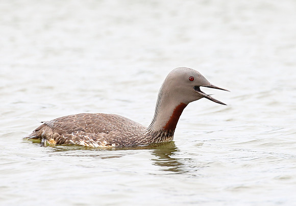 Red-throated Loon - Iceland