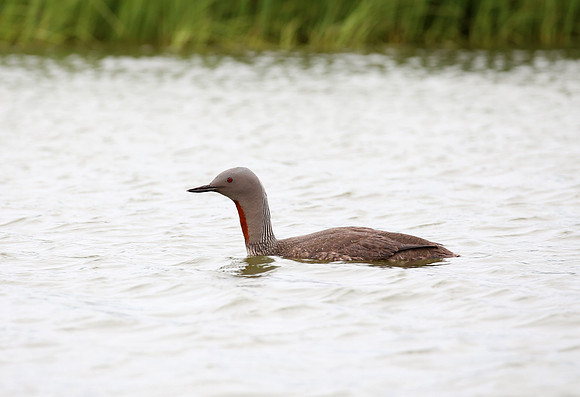 Red-throated Loon - Iceland