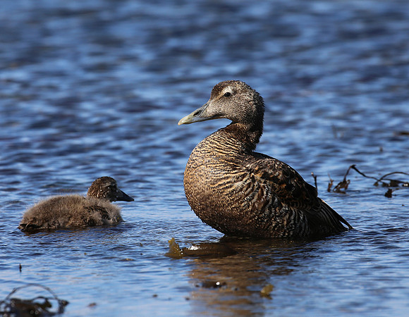 Common Eider - Iceland