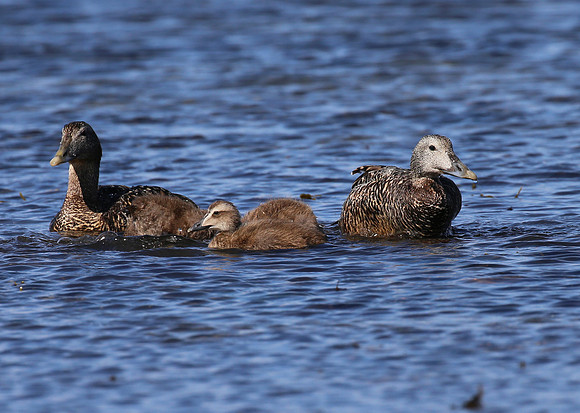 Common Eider - Iceland