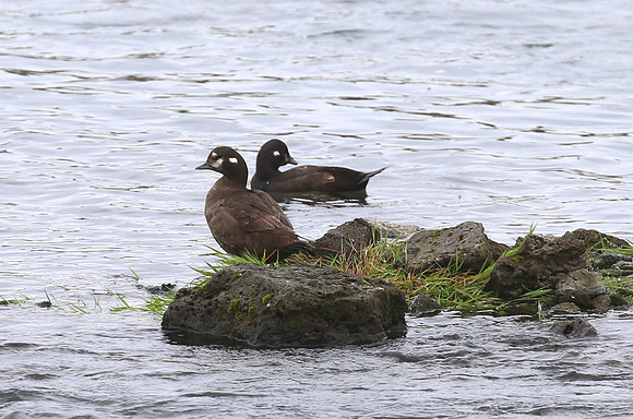 Harlequin Duck - Iceland