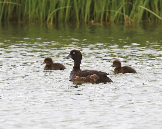 Tufted Duck - Iceland