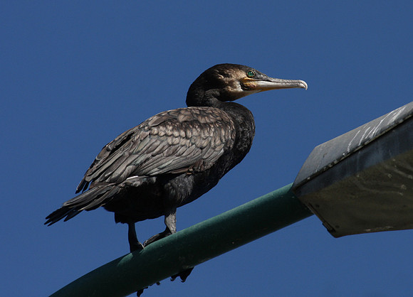 Great Cormorant - Italy
