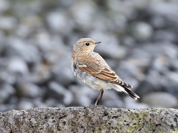 Northern Wheatear - Iceland