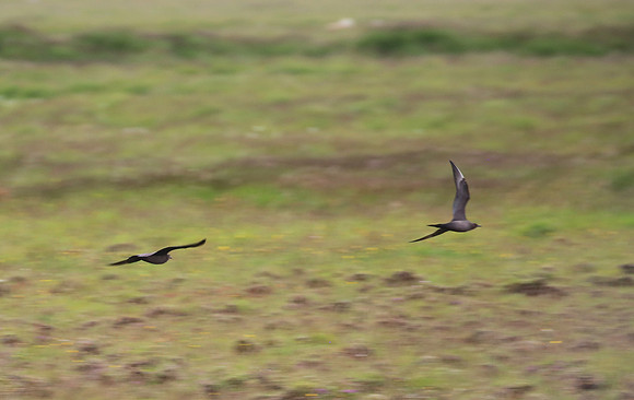 Parasitic Jaeger - Iceland