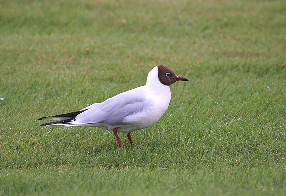 Black-headed Gull - Iceland