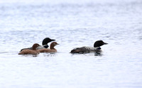 Common Loon - Iceland