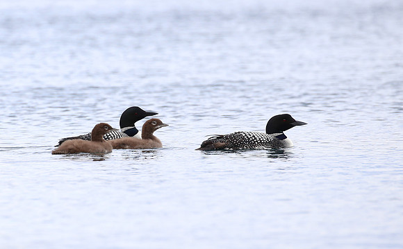 Common Loon - Iceland