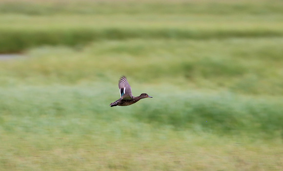 Eurasian Teal - Iceland