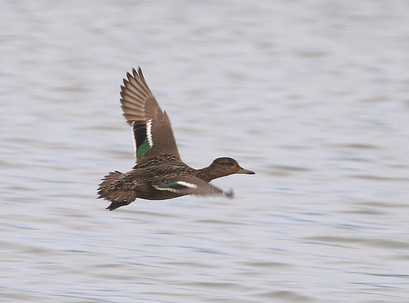 Eurasian Teal - Iceland