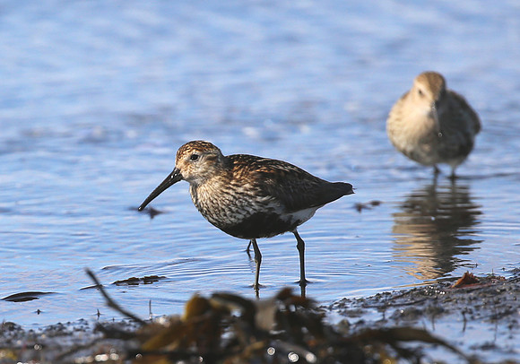 Dunlin - Iceland