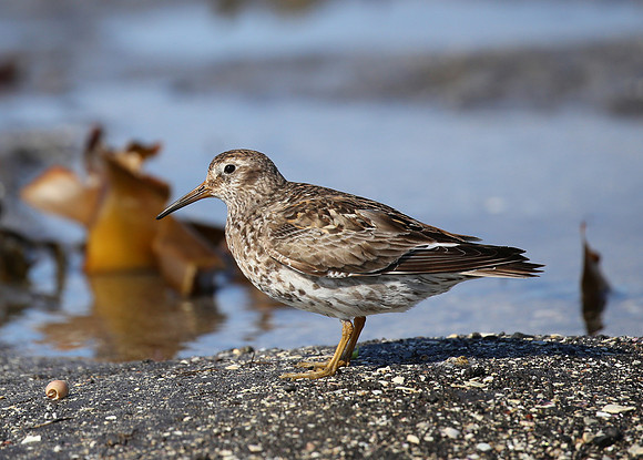 Purple Sandpiper - Iceland