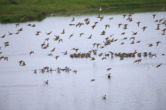 Redknot - Iceland