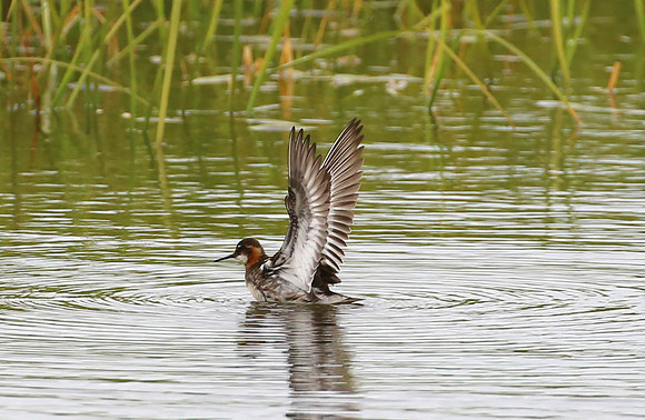 Red-necked Phalarope - Iceland