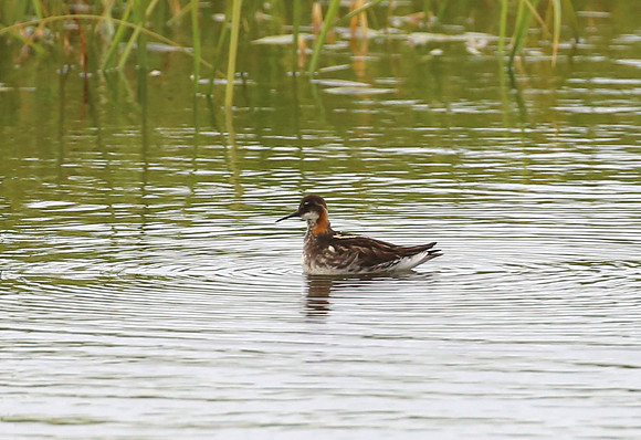 Red-necked Phalarope - Iceland