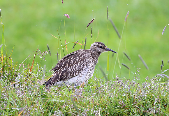 Whimbrel - Iceland