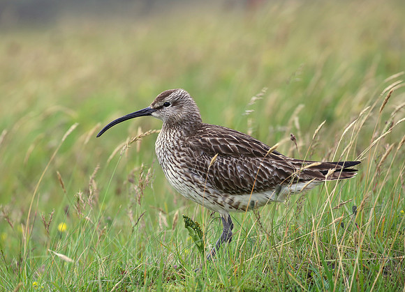 Whimbrel - Iceland