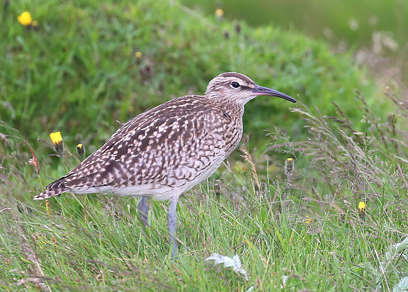 Whimbrel - Iceland