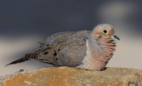 Doves and Pigeons