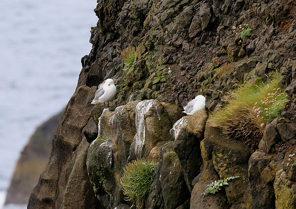 Black-legged Kittiwake - Iceland