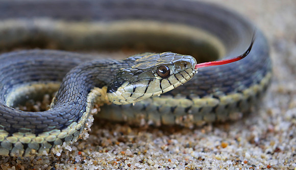 Two-striped Garter Snake - Calleguas Creek - Camarillo, CA