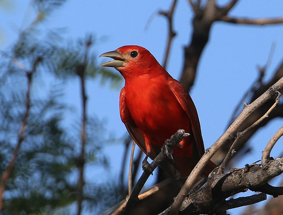 Summer Tanager - Big Bend National Park, Texas