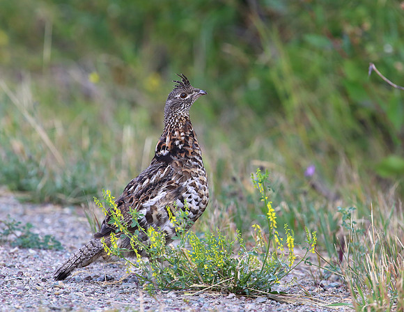 Ruffed Grouse - Glacier National Park, Montana