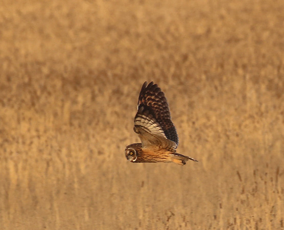 Short-eared Owl - Montana