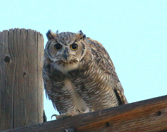 Great Horned Owl - Montana