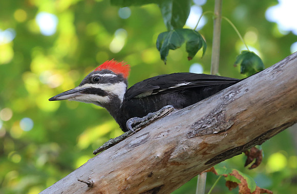 Pileated Woodpecker - New Hampshire