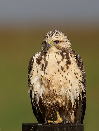 Swainson's Hawk - Anahuac NWR, Texas
